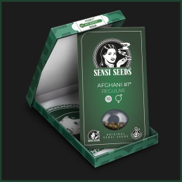 Afghani 1® Regular